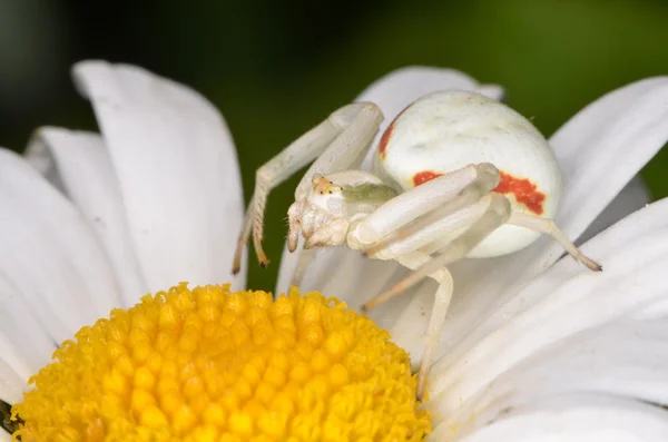 Krabbenspinne (misumena vatia)) — Stockfoto