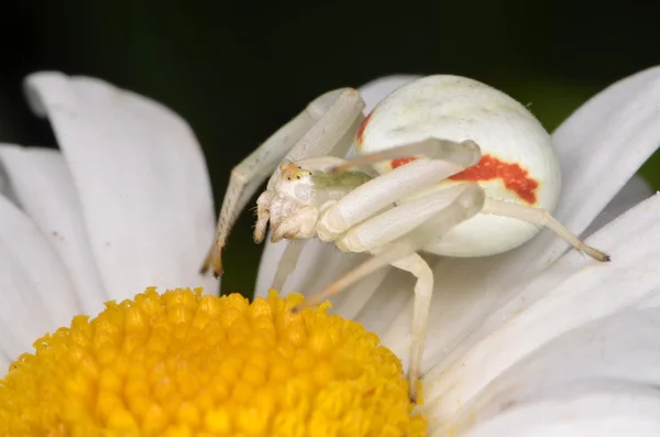 Crabspider (Misumena vatia) — Stok fotoğraf