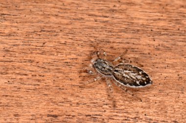 küçük örümcek atlama