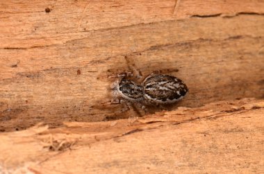 Doğada zıplayan örümcek