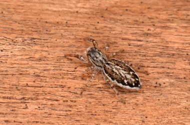 Doğada zıplayan örümcek