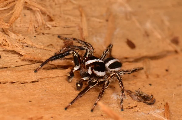 Skákající pavouk v přírodě — Stock fotografie