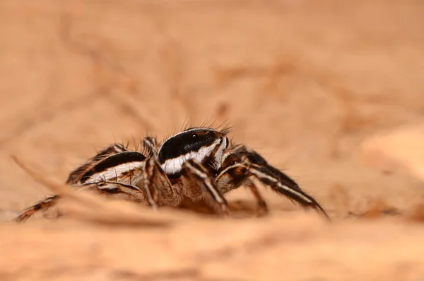 Aranha saltando na natureza — Fotografia de Stock