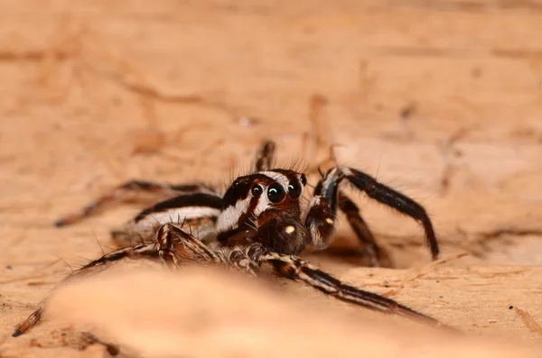 자연 속에서 뛰어오르는 거미 — 스톡 사진