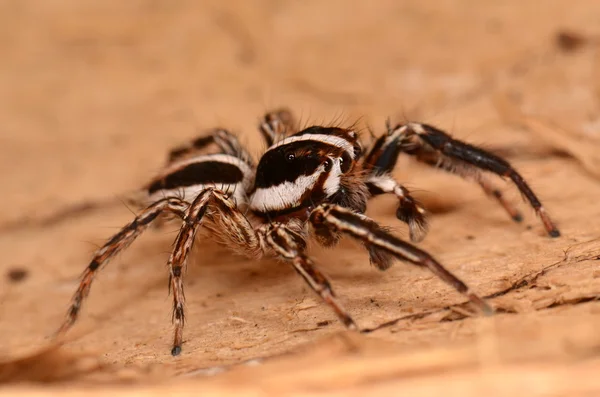 Skákající pavouk v přírodě — Stock fotografie