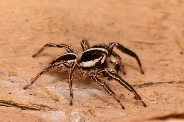 Salto de araña en la naturaleza —  Fotos de Stock