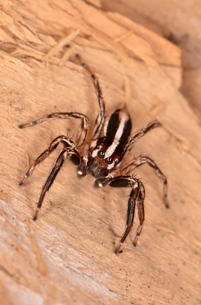 Doğada zıplayan örümcek — Stok fotoğraf