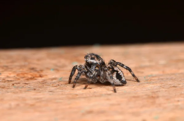 Άλμα αράχνη στη φύση — Φωτογραφία Αρχείου