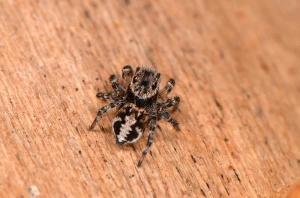 Doğada zıplayan örümcek — Stok fotoğraf