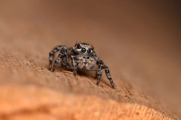 Malé skákání pavouk — Stock fotografie