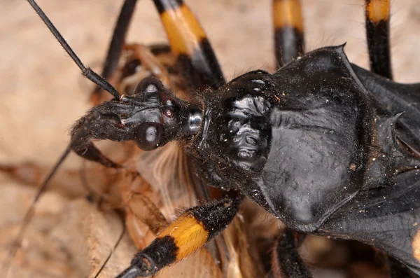 Africká chyba Platymeris biguttatus v přírodě — Stock fotografie