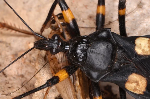 Αφρικανική bug Platymeris biguttatus στη φύση — Φωτογραφία Αρχείου