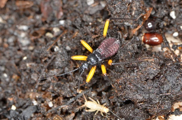 Bug africain Platymeris biguttatus dans la nature — Photo