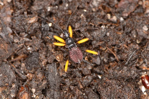 African bug Platymeris biguttatus in nature — Stock Photo, Image