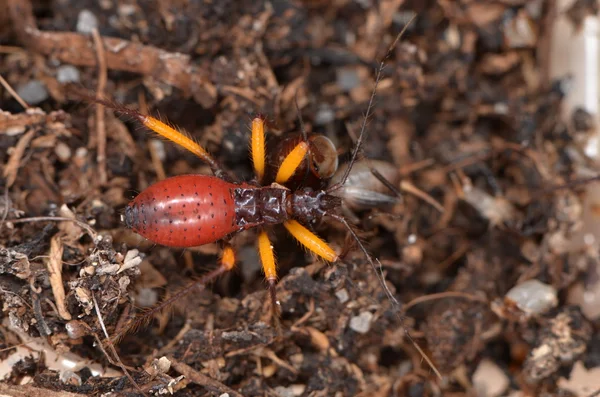 非洲 bug 在自然中的 Platymeris biguttatus — 图库照片