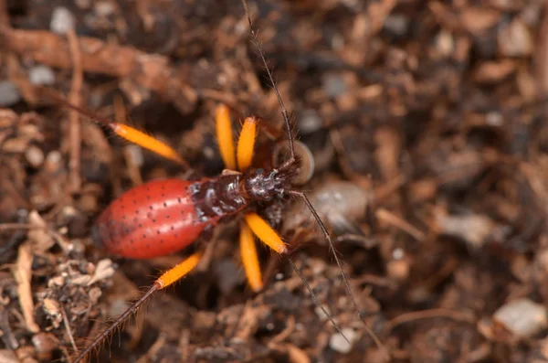 非洲 bug 在自然中的 Platymeris biguttatus — 图库照片