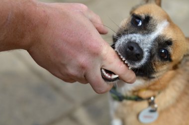 köpek doğada oynamaya
