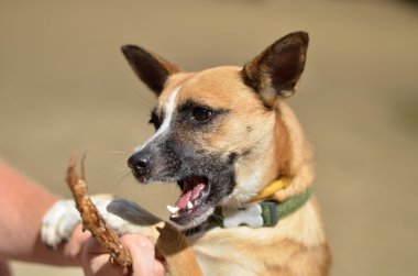 köpek doğada oynamaya