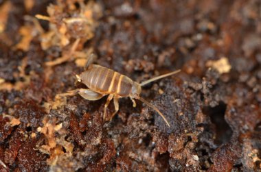 Doğada Myrmecophila acervorum