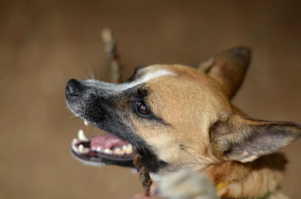 Cão na natureza — Fotografia de Stock