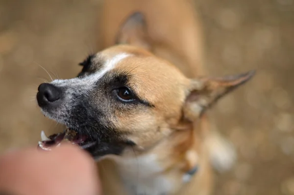 自然の中で犬 — ストック写真