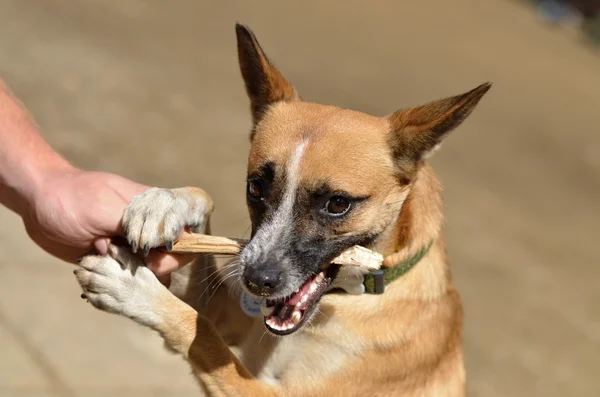 Playing dog in nature — Stock Photo, Image