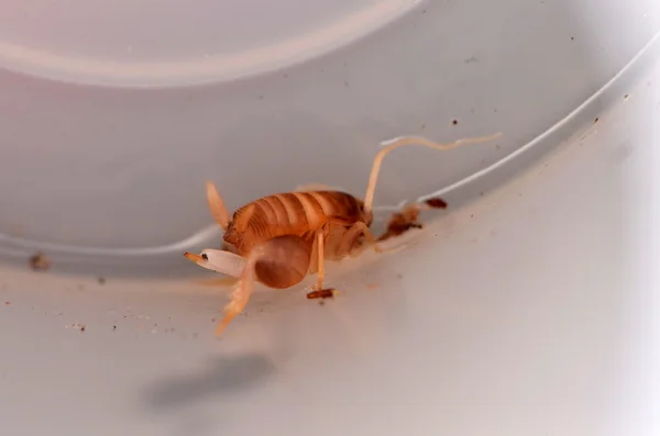 Myrmecophila acervorum, a természetben — Stock Fotó