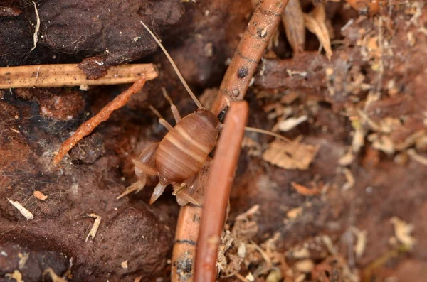 自然の中の Myrmecophila acervorum — ストック写真