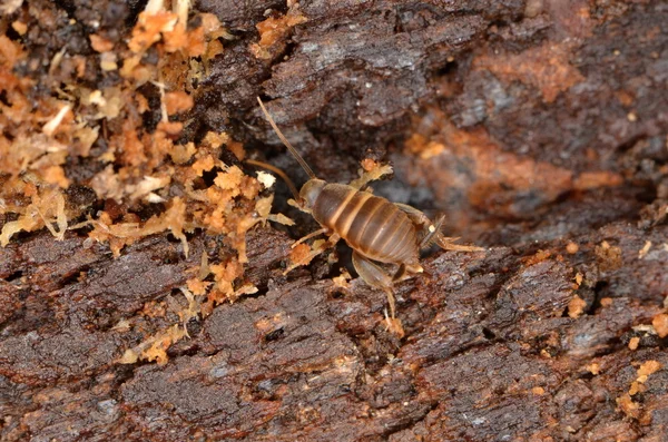 Myrmecophila acervorum in de natuur — Stockfoto