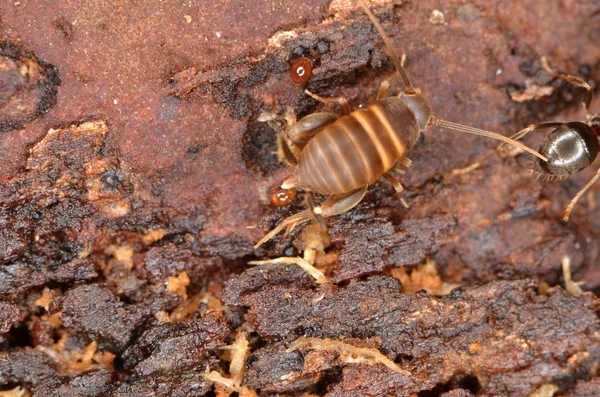 Myrmecophila mravenčí v přírodě — Stock fotografie