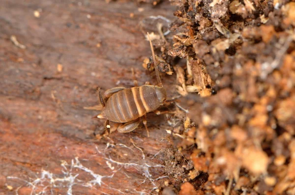 Myrmecophila acervorum w naturze — Zdjęcie stockowe