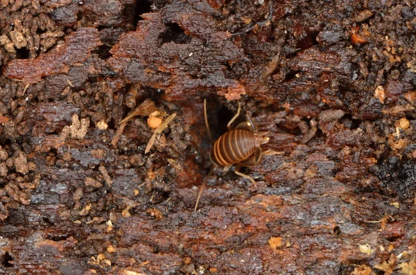 Αφρικανική bug Platymeris biguttatus στη φύση — Φωτογραφία Αρχείου