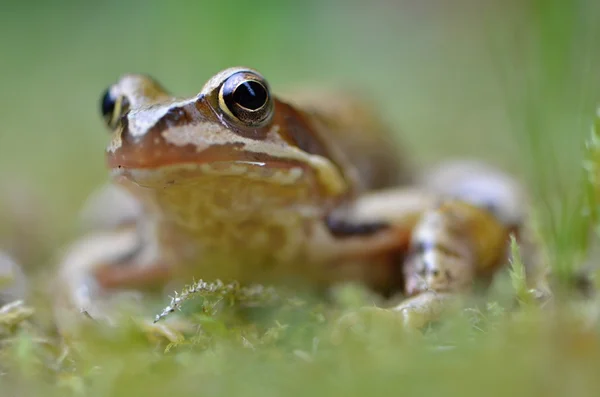 林蛙的性质 — 图库照片