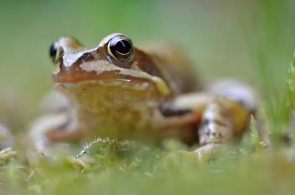 Rana temporaria doğada — Stok fotoğraf