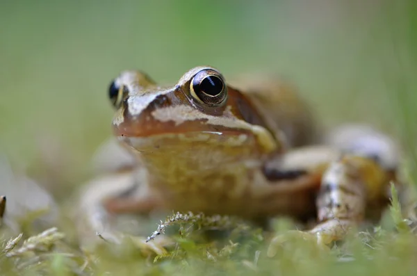 Rana temporaria в природі — стокове фото