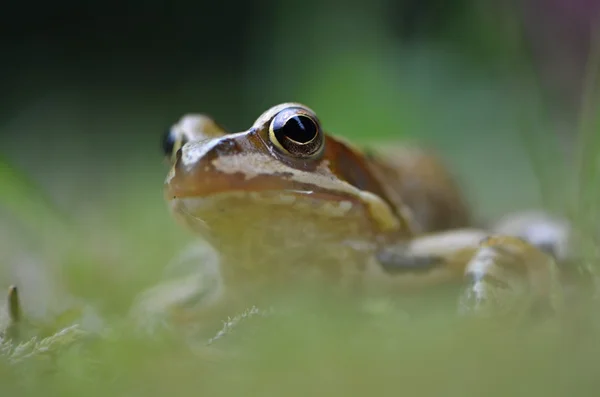 林蛙的性质 — 图库照片