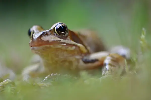 Rana temporaria a természetben — Stock Fotó