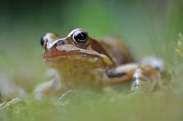 Rana temporaria na natureza — Fotografia de Stock