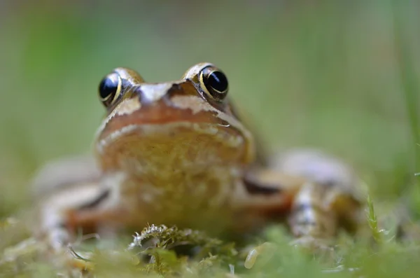 Rana temporaria in nature — Stock Photo, Image