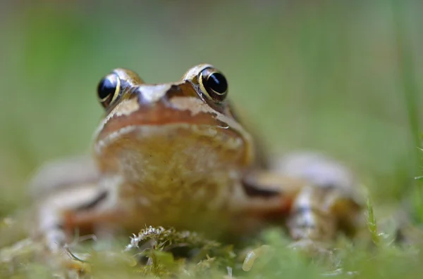 Rana temporaria v přírodě — Stock fotografie