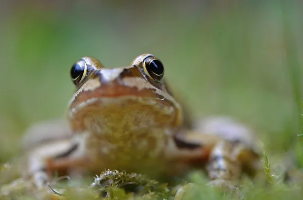 Rana temporaria in nature — Stock Photo, Image