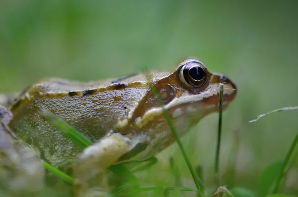 Rana temporaria na natureza — Fotografia de Stock