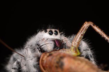 örümcek (Phidippus regius) Antiller Adaları atlama