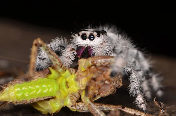 Ugrás pók (Phidippus regius) Antillai-szigetekről — Stock Fotó