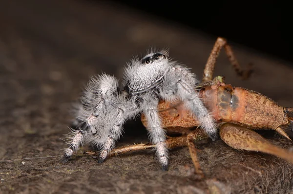 Aranha saltadora (Phidippus regius) das ilhas Antilhas — Fotografia de Stock