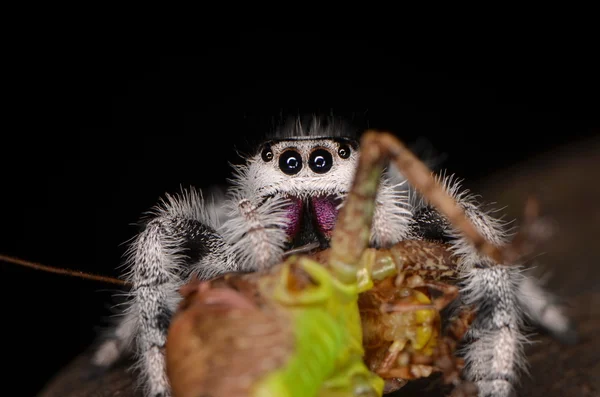 Ugrás pók (Phidippus regius) Antillai-szigetekről — Stock Fotó