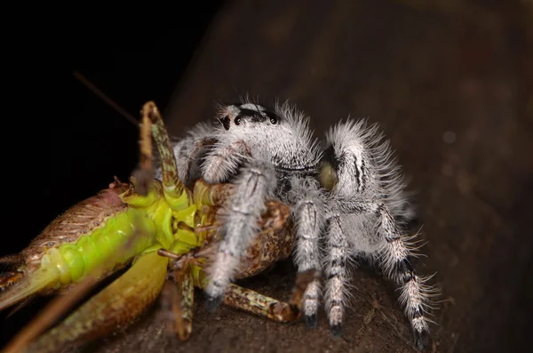 Jumping αράχνη (Phidippus regius) από τα νησιά των Αντιλλών — Φωτογραφία Αρχείου