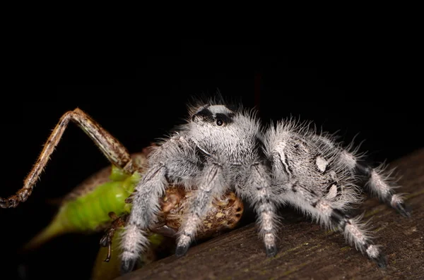 Jumping spider (Phidippus regius) from Antillean islands — Stock Photo, Image