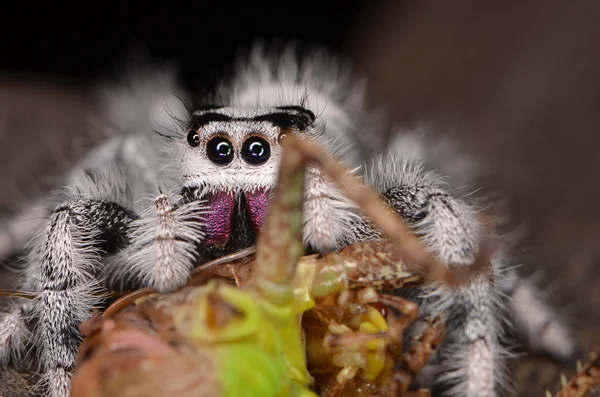 Скачущий паук (Phidippus regius) с Антильских островов — стоковое фото