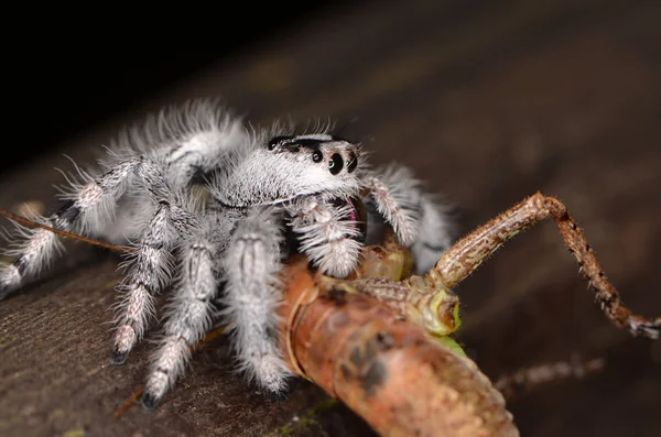 Örümcek (Phidippus regius) Antiller Adaları atlama — Stok fotoğraf